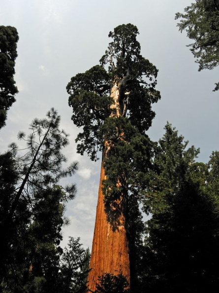 sequoia_natl_park_sept_2009_022.jpg
