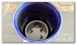 ants in cup 20230724 075039
