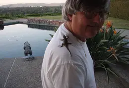 Alligator Lizard 2006 002