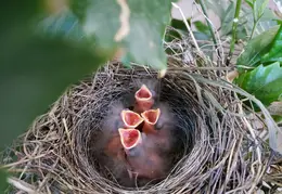 Baby Birds In Hibiscus Bush May 2020 01