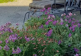 Baby Birds In Hibiscus Bush May 2020 02
