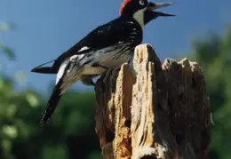 Bird On Post