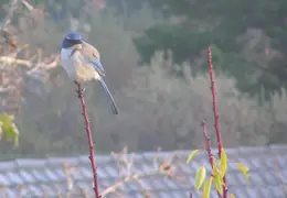 Bird in Tree