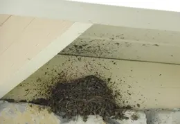 2-Nest without Bird P4100943