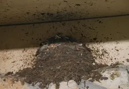 Black Phoebe Babies 01