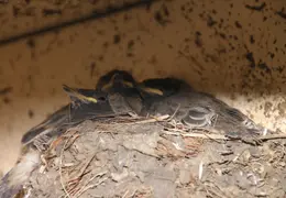 Black Phoebe Babies 02