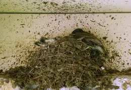 Black Phoebe Babies 03