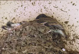 Black Phoebe Babies 04