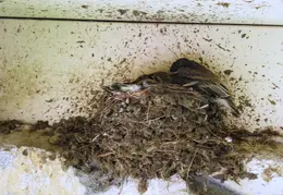 Black Phoebe Babies 05