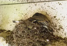 Black Phoebe Babies 06