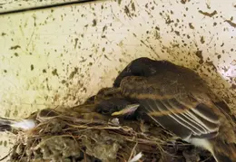 Black Phoebe Babies 07