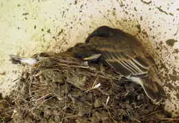 Black Phoebe Babies 08