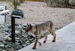 Bobcat 20250203 08