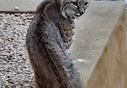 Bobcat 20250203 21