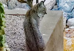 Bobcat 20250203 25