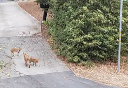 Bobcats Ridge Dr 20200824 04