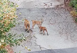 Bobcats Ridge Dr 20200824 05