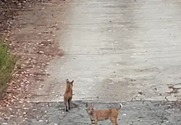 Bobcats Ridge Dr 20200824 09