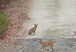 Bobcats Ridge Dr 20200824 10