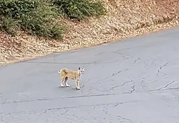 Bobcats Ridge Dr 20200824 12