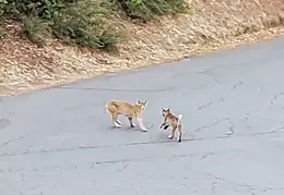 Bobcats Ridge Dr 20200824 13