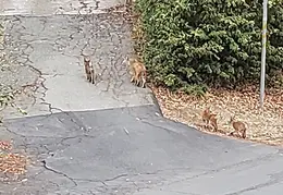 Bobcats Ridge Dr 20200824 14