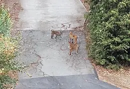 Bobcats Ridge Dr 20200824 16