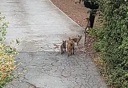 Bobcats Ridge Dr 20200824 18