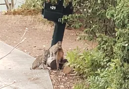 Bobcats Ridge Dr 20200824 22