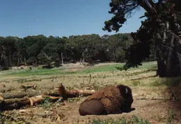 Buffalo 01
