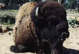 Buffalo 02