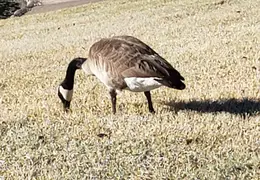 Canadian Geese 20220124