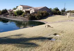 Canadian Geese 20220124 04