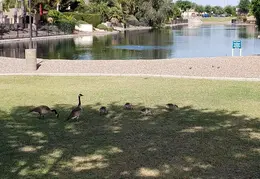 Canadian Geese 20220124 06