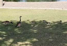 Canadian Geese 20220124 07