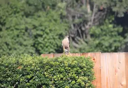 Coopers Hawk By Pool July 2014 5