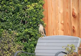 Coopers Hawk By Pool July 2014