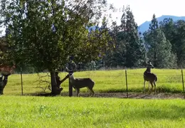 Deer Herd Bucks December 2016 01