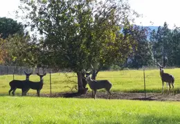 Deer Herd Bucks December 2016 02