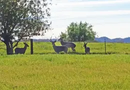 Deer Herd Bucks December 2016 04