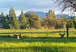 Deer Herd Bucks December 2016