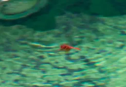 Dragonfly July 2011 2