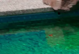 Dragonfly July 2011 3