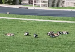 Ducks 20230318 02