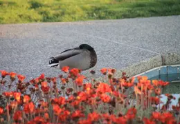 Ducks By Pool March 2012