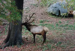 Elk