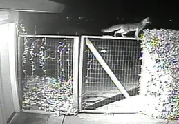 Fox Visiting 20140217 1