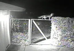 Fox Visiting 20140217 2