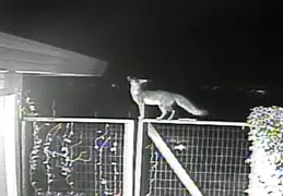 Fox Visiting 20140217 3