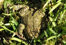 Frog 2005 01